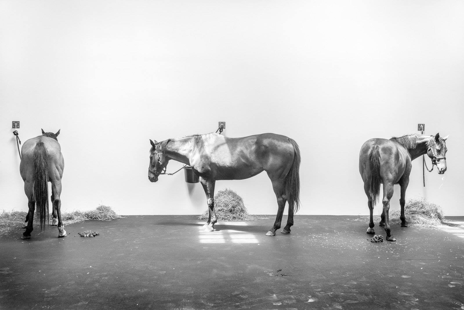 Jannis Kounellis, 12 Horses
